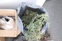 Ścięta marihuana w worku widok