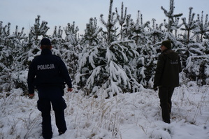 Policjant i straznik leśny w lesie wchodzą w choinki