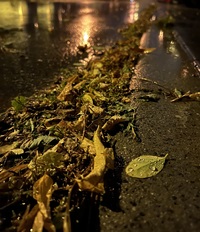 na zdjęciu widać mokre liście na drodze