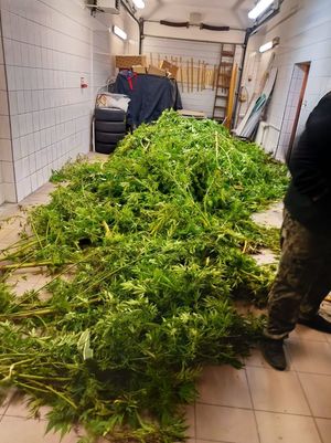 na zdjęciu ścięte krzewy marihuany
