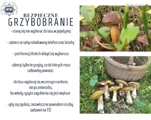 na zdjęciu plakat bezpieczne grzybobranie