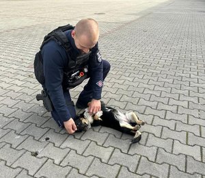 na zdjęciu policjant głaszczę pieska