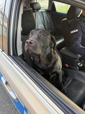 NA ZDJECIU PIESEK W RADIOWOZIE