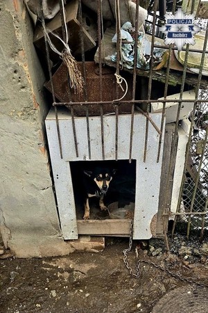 na zdjęciu pies w bucie przywiązany łańcuchem