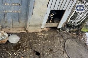 na zdjęciu pies w bucie w złych warunkach przywiązany łańcuchem